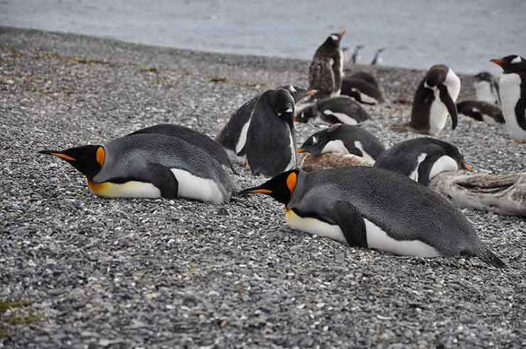 Xem chim cánh cụt trên đảo Martillo: Được chiêm ngưỡng những chú chim cánh cụt ở Argentina là một trong những điều tuyệt vời nhất. Hãy thử ghé thăm nơi cư trú của chim cánh cụt Magellanic và Gentoo trên đảo Martillo nhé.
