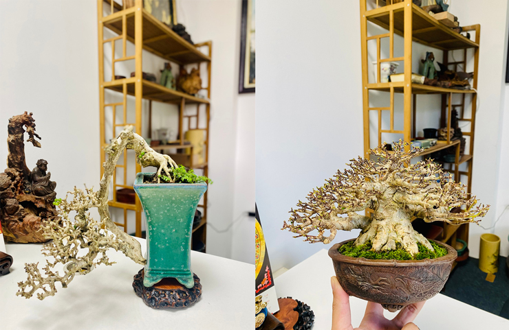 Theo anh, cây bonsai nhỏ chăm sóc dễ, cũng như các cây bình thường sẽ “nhất nắng, nhì nước, tam phân, tứ giống”. Tức là nắng và nước là 2 yếu tố quan trọng nhất đối với cây, còn đất sẽ cần tơi xốp, thi thoảng bón phân để đảm bảo dĩnh dưỡng…
