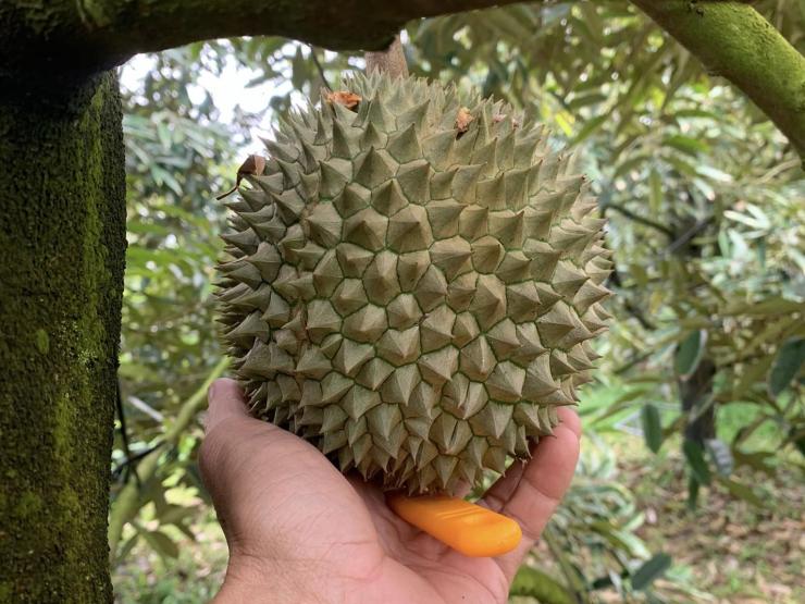 Loại sầu riêng đắt hơn Musang King, giá 2 triệu/kg vẫn thiếu hàng bán