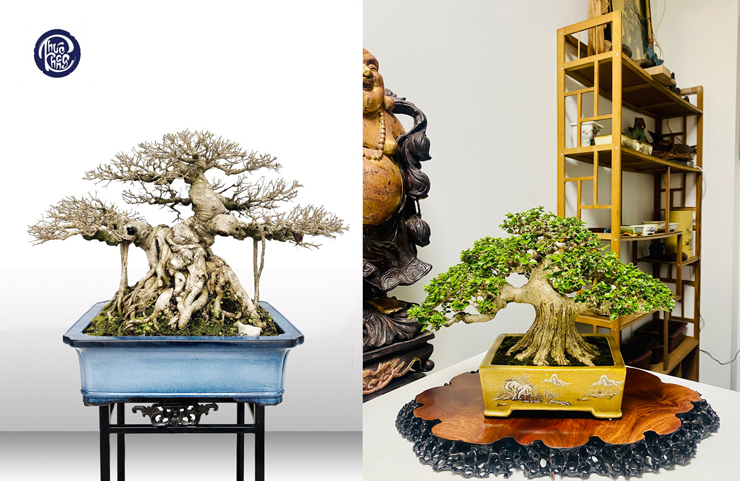 Sau lần đấu giá này, anh bắt đầu tìm hiểu và dành sự quan tâm đặc biệt với dòng bonsai mini và siêu mini.
