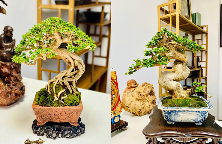 Theo anh, nếu chỉ tìm kiếm và sở hữu cây để được gọi là bonsai thì không hề khó, có thể dễ dàng mua tại các vườn, các hội chơi bonsai nhưng để sở hữu một&nbsp;cây bonsai mini đẹp, đẳng cấp thì cần tìm kiếm, kiên nhẫn và đôi khi phải có đủ duyên mới sở hữu được.
