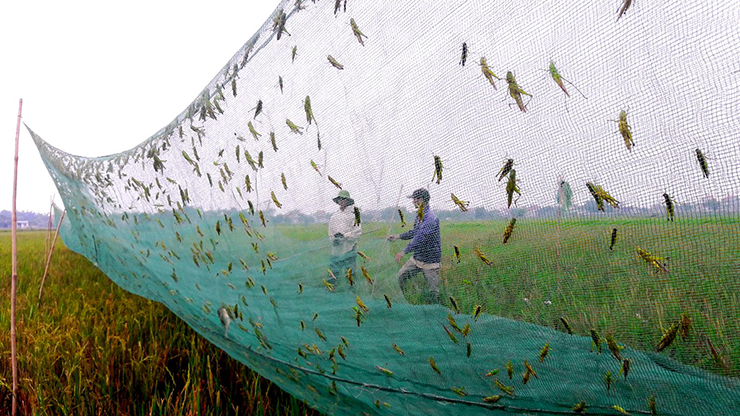 Từ loài gây hại mùa màng, châu chấu giờ đây đã có mặt trên bàn nhậu thành món đặc sản nổi tiếng
