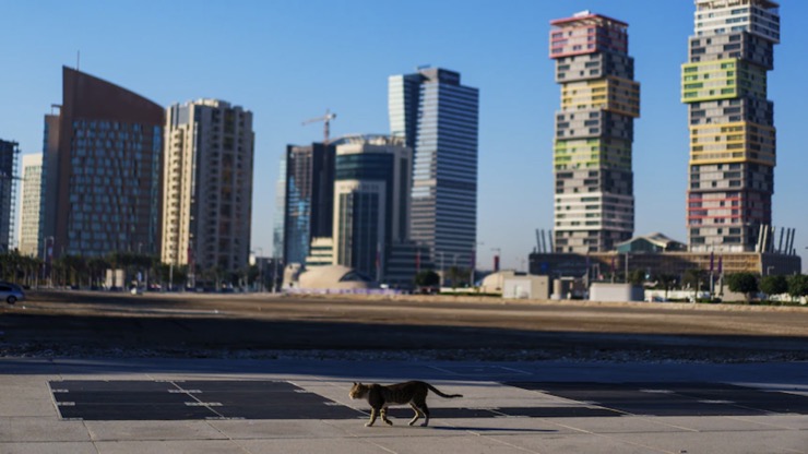 Một chú mèo đi bộ trên đường phố Lusail, thành phố được Qatar xây mới hoàn toàn phục vụ World Cup và tầm nhìn dài hạn.
