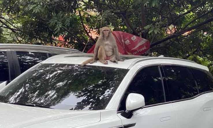Con khỉ hoang đứng trên nóc xe ô tô.