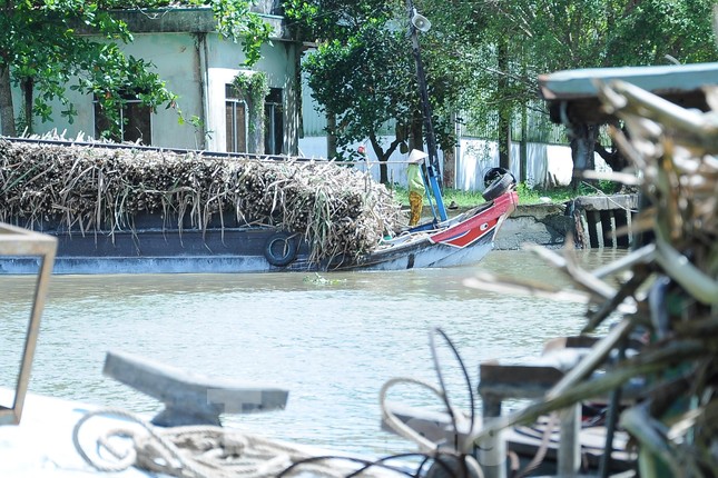 Một ghe mía cập bến trưa 28/11.