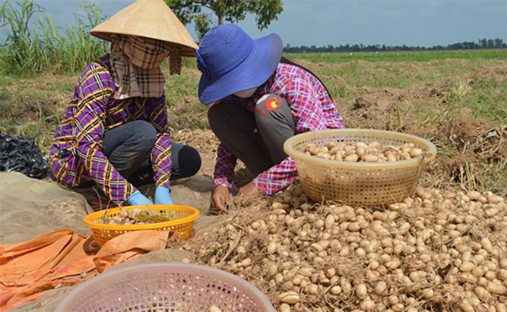 Củ lùn có thời gian sinh trưởng trên 9 tháng, khi thấy lá rũ xuống là đến mùa thu hoạch củ.
