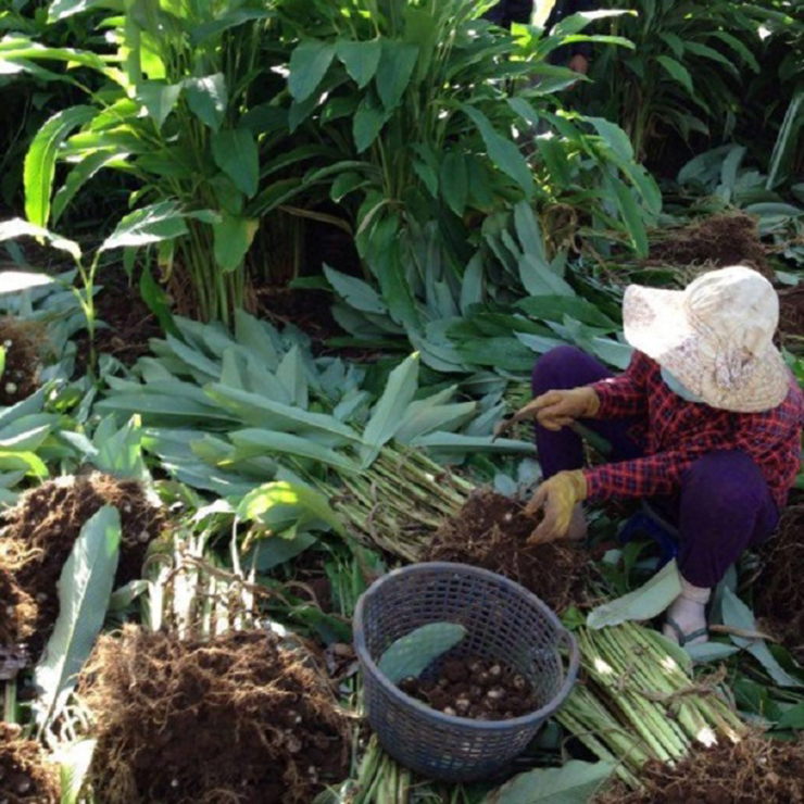 Củ lùn cả năm chỉ có một vụ duy nhất, thu hoạch vào tầm tháng 11, 12 âm lịch (khoảng tháng 1, 2 dương lịch)
