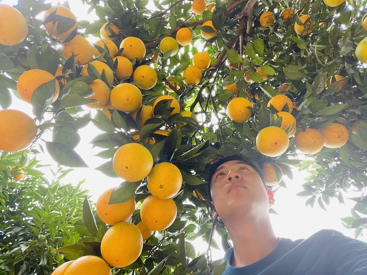 "Breaking into" the "navel convex" orange garden in Moc Chau, customers buy it for 80,000 VND/kg - 3
