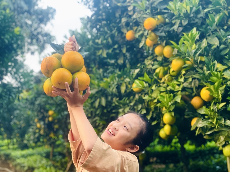 "Breaking into" the "navel convex" orange garden in Moc Chau, customers buy it for 80,000 VND/kg - 2