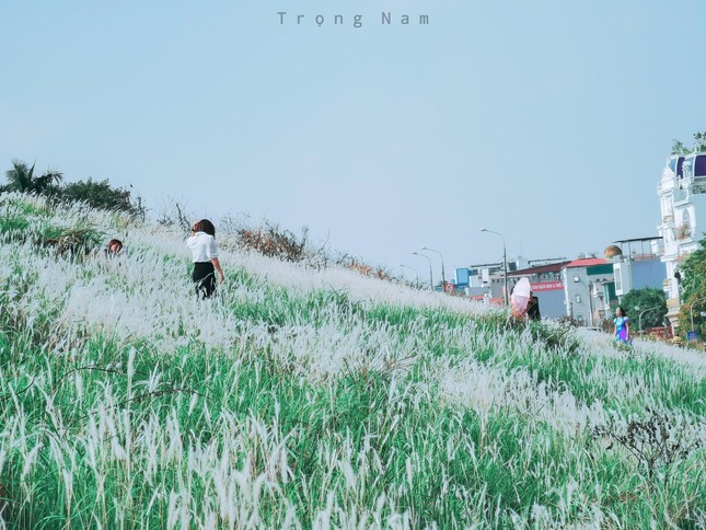 Bên cạnh cúc hoạ mi, đầu mùa Đông cũng là thời gian nở rộ của các loại cỏ lau trên các triền đê quanh sông Hồng tại Hà Nội.