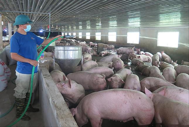 Giá thịt lợn thất thường: Điều hành tù mù?  