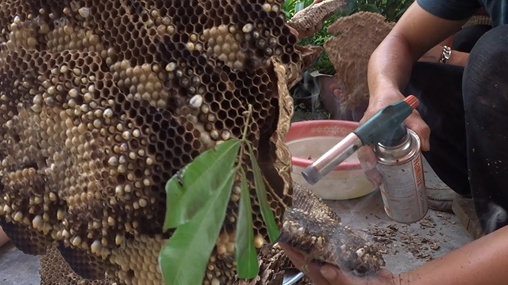 Nhộng ong vò vẽ gần giống như nhộng tằm nhưng nhỏ hơn, thường có màu trắng sữa, thân mềm.