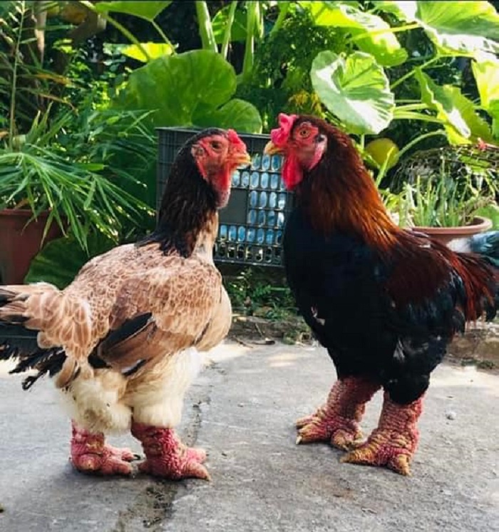 Super expensive, the legs of this type of chicken alone cost more than 1 million VND - 1