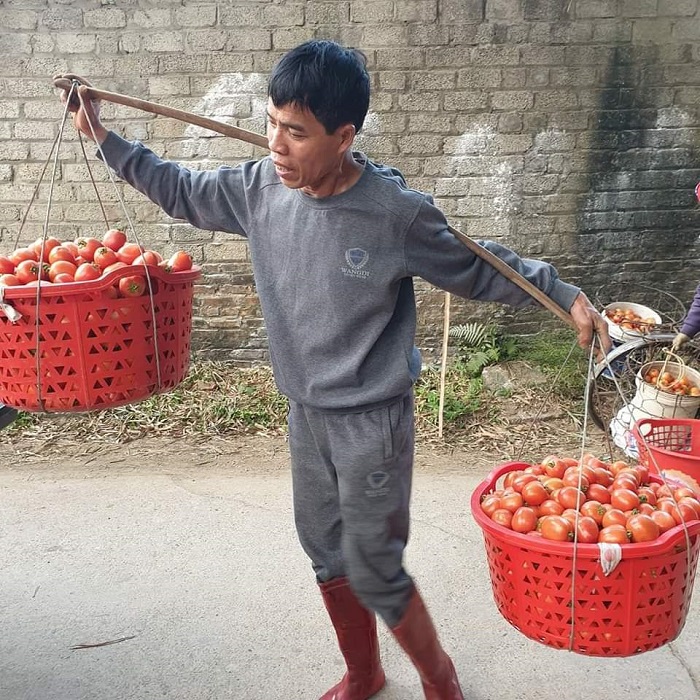 Giá cà chua xuống thấp, người nông dân tiếp tục chịu thiệt. (Ảnh: Phượng Vũ).