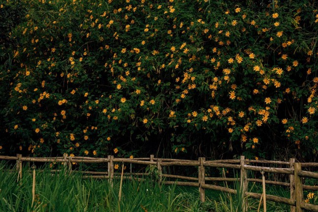 Đà Lạt mùa đẹp nhất trong năm: Lạc lối giữa sắc vàng của hoa dã quỳ, Gen Z tha hồ &#34;sống ảo&#34; - 1
