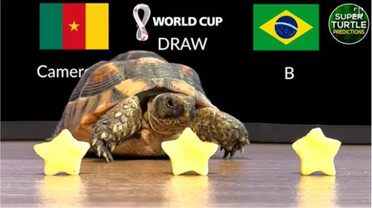 Thần rùa tiên tri Super Turtle Predictions đoán Brazil sẽ thắng Cameroon
