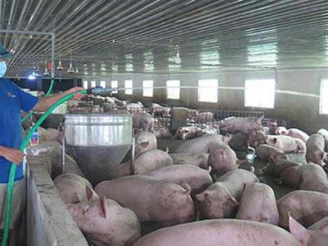 Giá thịt lợn thất thường: Điều hành tù mù?