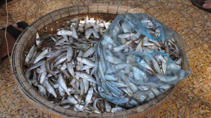 Loại cá xưa ít người ăn, nay thành đặc sản Quảng Bình - 2