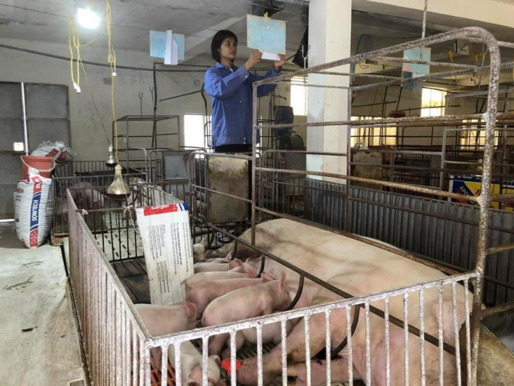 Đàn lợn tại xã Tân Ước, huyện Thanh Oai, Hà Nội. Ảnh: Phương Nga/Kinh tế &amp; Đô thị