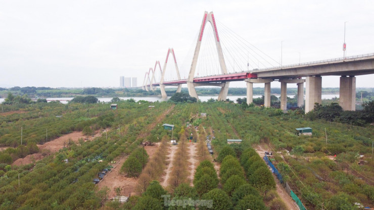 Vào những ngày cuối cùng trong năm, người dân trồng đào Nhật Tân lại tất bật, hối hả những công đoạn cuối cùng chăm sóc đào để chuẩn bị đón Tết Quý Mão.