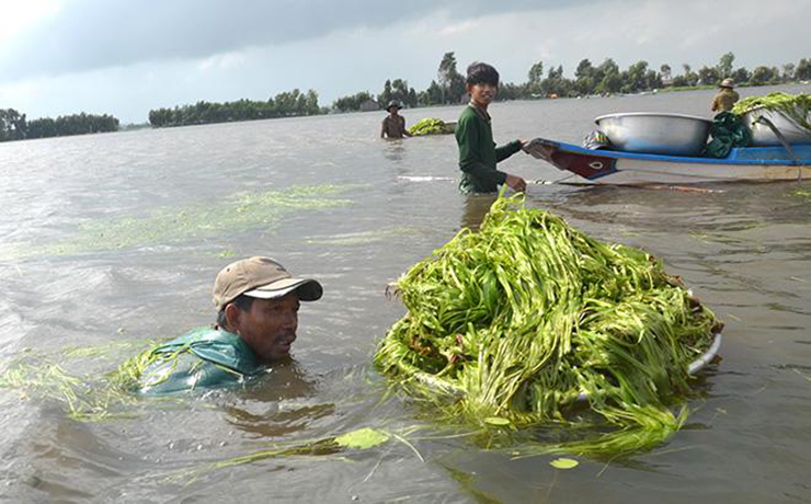 Hẹ nước có thân mềm, rễ chùm ngắn ăn bám vào đất bùn nên nhổ rất dễ. Khi thu hoạch phải đi theo lối, và tránh làm nước đục khó thấy hẹ để nhổ.
