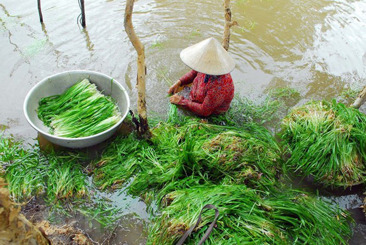 Nhiều người thích hẹ nước vì đây là loại rau sạch, có vị mát và giòn, đem nhúng lẩu mắm cá linh rất ngon
