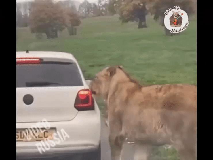 Clip: Sư tử bất lực khi ”thử độ cứng” với vỏ xe ô tô
