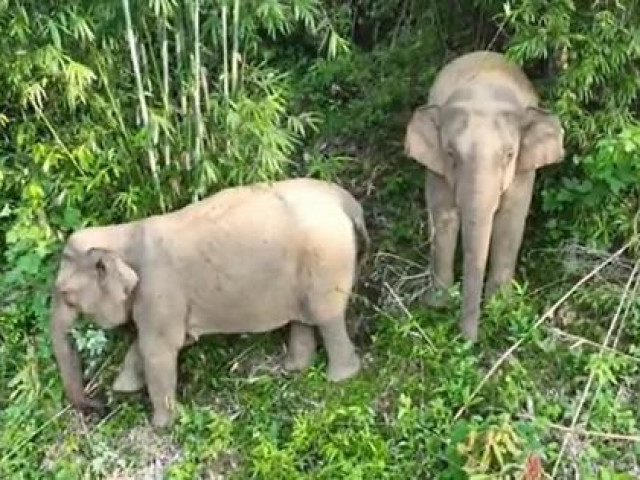 2 con voi rừng bất ngờ đến gần khu dân cư
