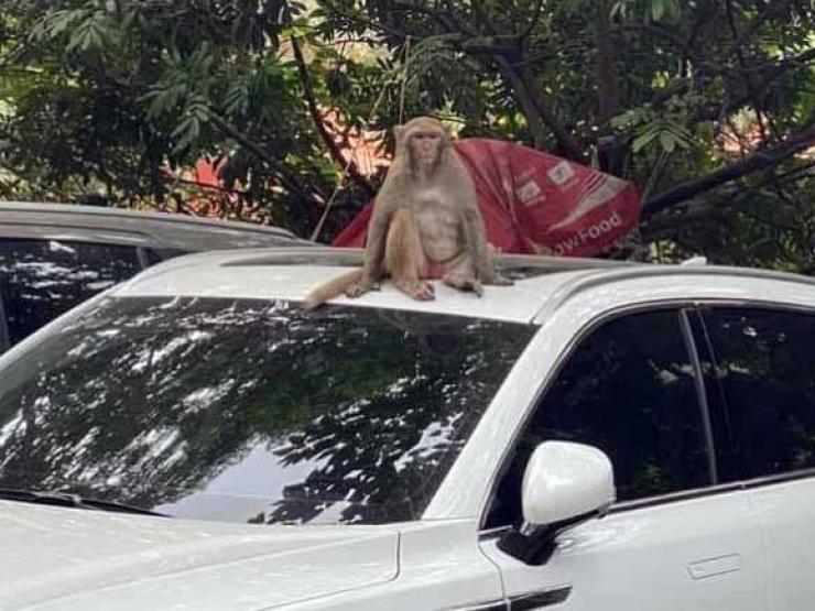 Vườn thú Hà Nội lên phương án truy bắt con khỉ hoang “thoắt ẩn, thoắt hiện”