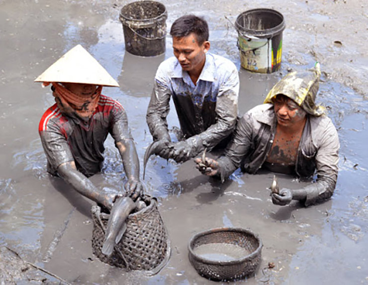 Trước đây, cá lóc có đầy ở các đồng ruộng, mỗi khi đến mùa gặt lúa, các con mương máng trên đồng cạn nước là lúc người dân vác cái thau, cái rổ ra bắt một lúc là được cả mớ tha hồ chế biến
