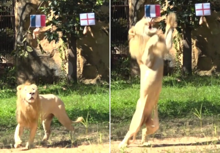 Chú sư tử ở Thái Lan dự đoán Pháp đánh bại Anh