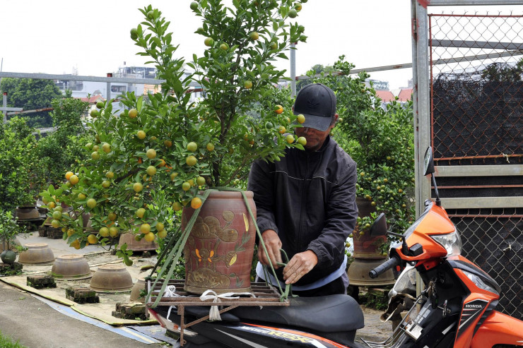 Ông Đoàn Xuân Đức là người có nhiều năm tham gia vận chuyển quất tại làng Tứ Liên. Bằng kinh nghiệm nhiều năm hỗ trợ người bán - người mua vận chuyển quất, ông Đức nhận định, dịch COVID-19 lùi lại chưa lâu nhưng năm nay, nhu cầu về quất cảnh tăng cao hơn năm 2021.