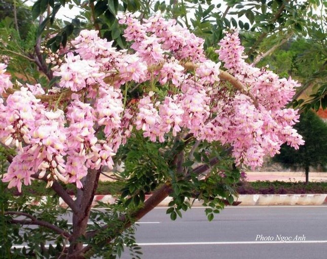 Lạc vào mùa hoa đỗ mai Vũng Tàu: Những cung đường ngập sắc trắng và hồng như phim anime - 5