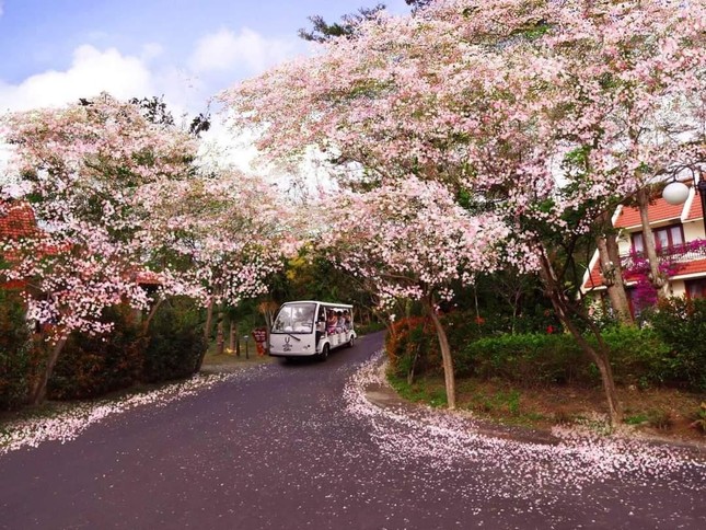 Lạc vào mùa hoa đỗ mai Vũng Tàu: Những cung đường ngập sắc trắng và hồng như phim anime - 6