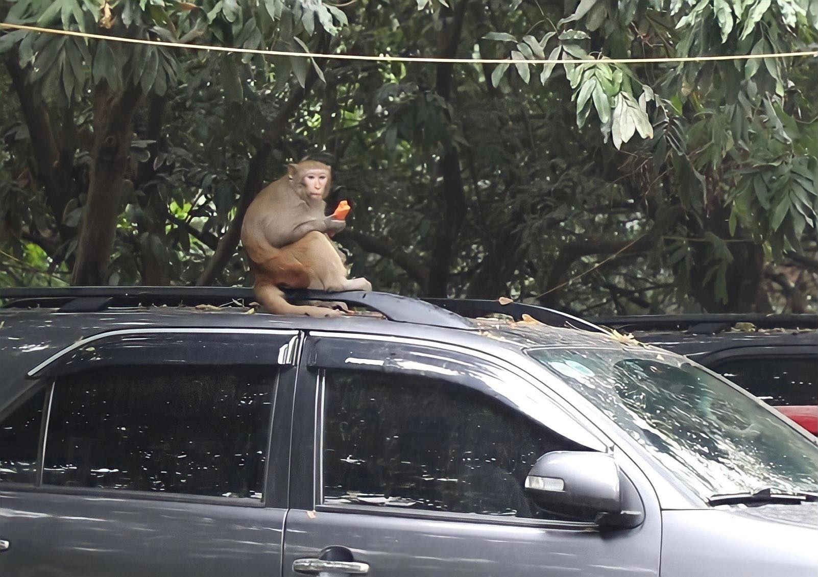Con khỉ hoang được đưa về vườn thú