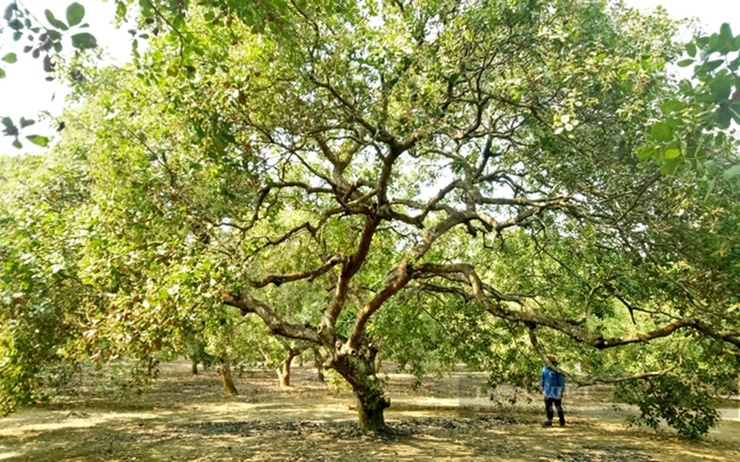Người miền Nam quen gọi là cây này là “đào lộn hột”. 
