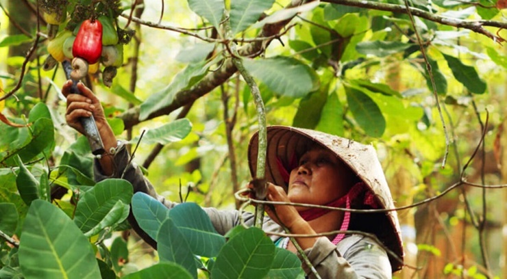 Cây điều được trồng nhiều ở các tỉnh phía Nam của Việt Nam, trong đó tỉnh Bình Phước được xem là "thủ phủ" của cây điều.

