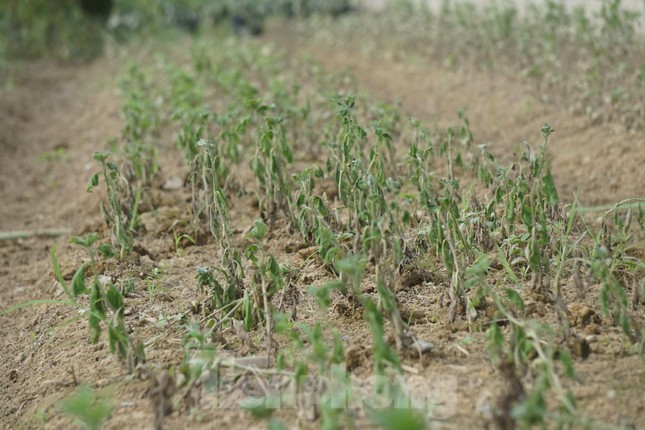 Ngồi thẫn thờ bên những luống hoa đã héo úa, ông Thái Phi Dũng (trú xóm Trung Liên, xã Nghi Liên, thành phố Vinh, Nghệ An) chia sẻ, đợt mưa lớn ít ngày trước khiến vườn hoa Tết của gia đình bị ngập sâu, ngâm nước suốt 2 ngày liền. Nước lũ rút, nắng lên khiến những luống hoa cúc đang xanh mơn mởn dần héo quắt lại và rũ xuống.