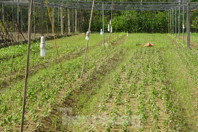 Vừa qua, trên địa bàn tỉnh Nghệ An có mưa lớn bất thường khiến nhiều nơi bị ngập nặng. Đặc biệt, tại các vùng trồng hoa Tết ở thành phố Vinh (Nghệ An) cũng bị ngập sâu. Khi nước rút gặp nắng gắt khiến hoa héo chết hàng loạt.