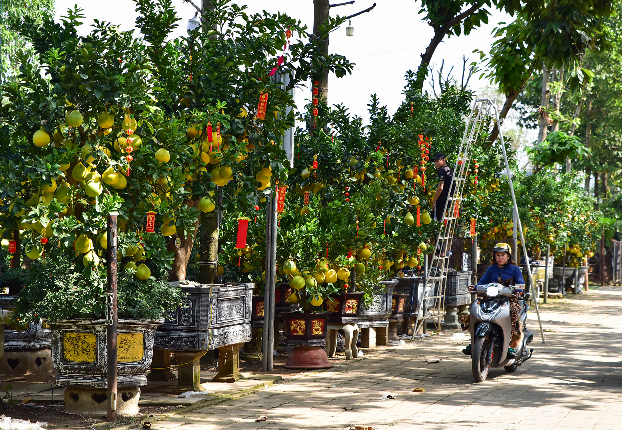 Hơn 1 tháng nữa mới đến Tết Nguyên đán nhưng một số vườn kiểng bên đại lộ Mai Chí Thọ, TP Thủ Đức (TP.HCM) đã nhập hàng trăm cây bưởi Diễn đủ kích cỡ, hình dáng về bày bán cho người chơi Tết.