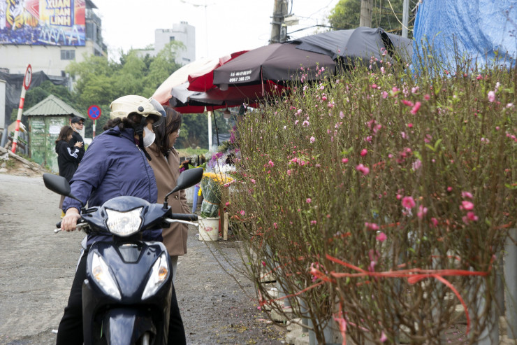 Theo các tiểu thương, hoa đào được các tiểu thương nhập từ làng đào Nhật Tân. Do đầu mùa, cộng thêm thời tiết ấm lạnh đan xen không kéo dài nên hoa đào đã bung nở.