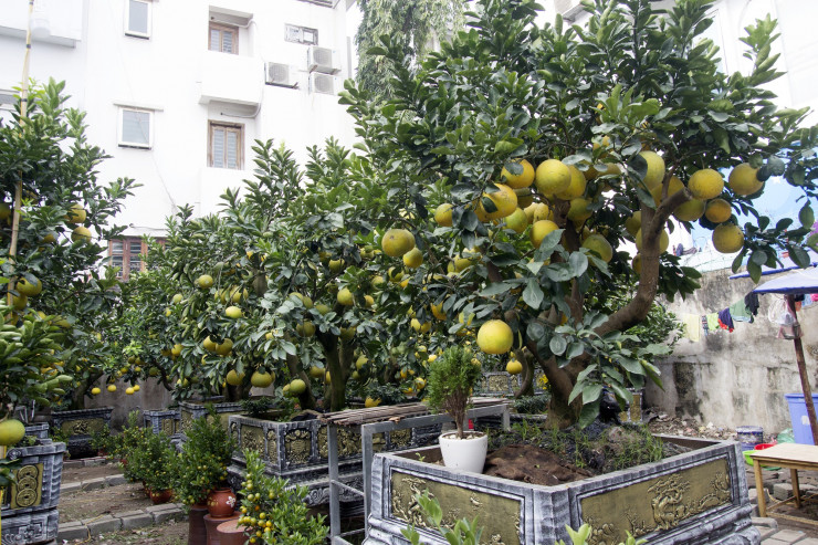 Ông Thắng (52 tuổi, ở Hoài Đức, Hà Nội) - người bán hàng cho biết, mặt hàng bonsai quất, bưởi phục vụ khách chơi Tết bắt đầu rao bán từ những ngày đầu tháng 10 âm lịch. Ở thời điểm này, khách hàng mua bonsai chủ yếu là các đại gia, doanh nghiệp mua để bày bán ở sảnh. Giá bán bonsai bưởi năm nay rất đa dạng nhưng thấp nhất là 4 triệu đồng/chậu và mức giá trung bình là 10, 15, 20, 25, 30, 50 triệu đồng/chậu, tùy thuộc vào số lượng quả, độ tuổi, hình dáng của cây.