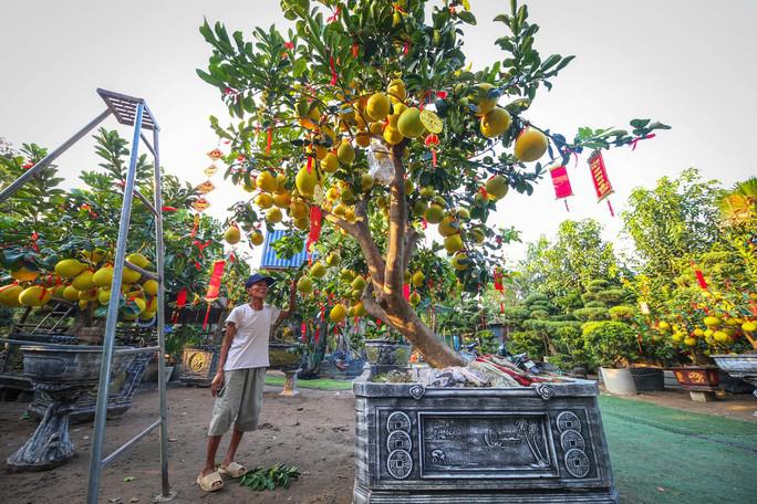 Một chậu bưởi Diễn cổ thụ có tuổi đời lên đến hàng chục năm, thân cây sần sùi, thô ráp, có dáng huyền… được chủ vườn định giá lên tới 85 triệu đồng.