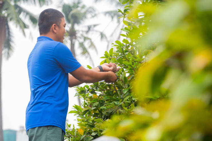 Anh Triều (chủ vườn mai Sáu Hải, TP Thủ Đức) cho biết, năm nay do ảnh hưởng kinh tế khó khăn, nhu cầu chi tiền chơi cây cảnh giảm hẳn, nếu năm trước trung bình nhiều người hỏi thuê cây tầm 10 triệu thì năm nay chỉ toàn hỏi cây từ 5 - 6 triệu.