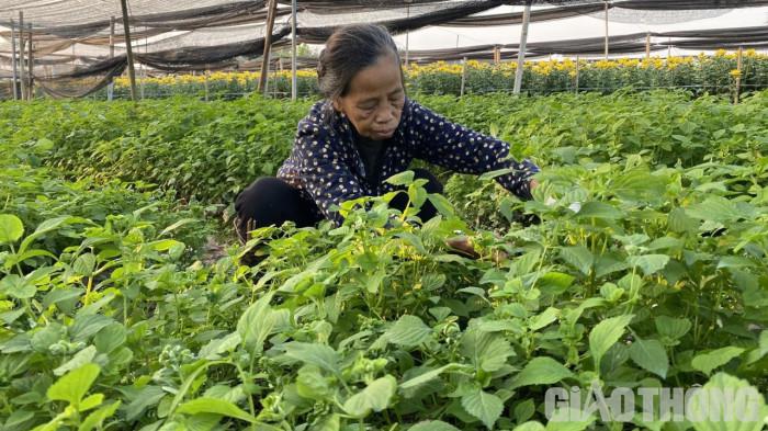 Giá rau xanh đến tay người tiêu dùng tăng chóng mặt nhưng giá bán tại ruộng không tăng bao nhiêu nên người nông dân chủ yếu vẫn chỉ lấy công làm lãi.