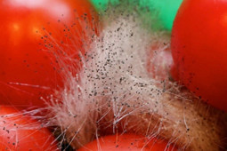 Sức khỏe đời sống - Những thực phẩm hại gan khủng khiếp nhưng nhà nào cũng có, muốn về già không bệnh tật cần tránh xa