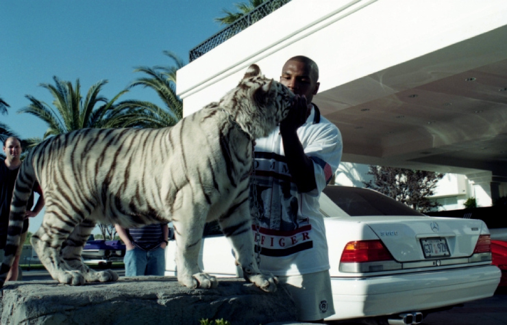 Tyson không gặp vấn đề gì với hổ trắng nhưng người lạ sẽ bị tấn công