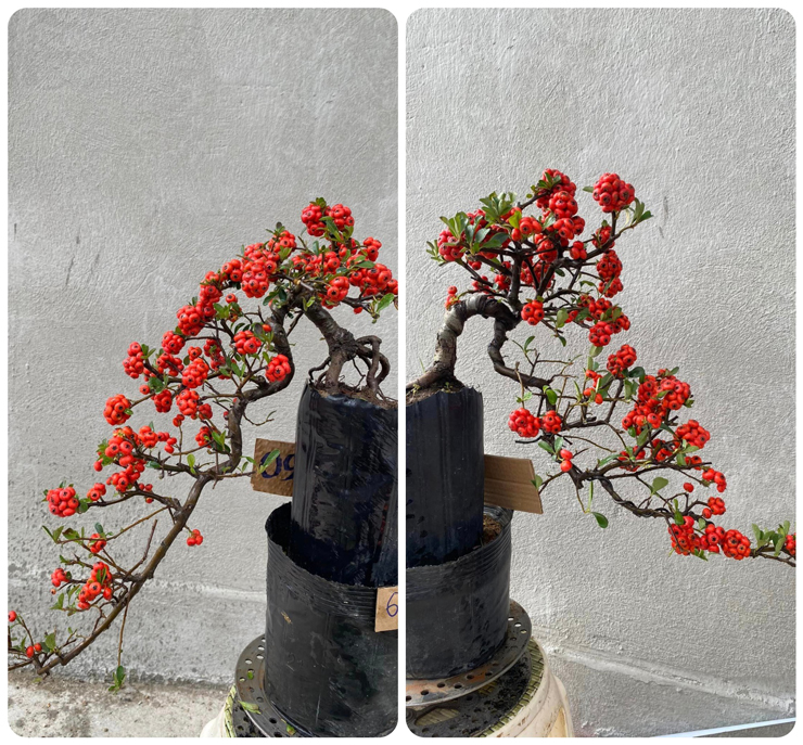 Mỗi chậu bonsai dáng đổ này có giá trên 1 triệu đồng.