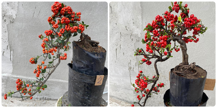 Táo gai bonsai được nhiều người tim mua trong dịp Tết năm nay.