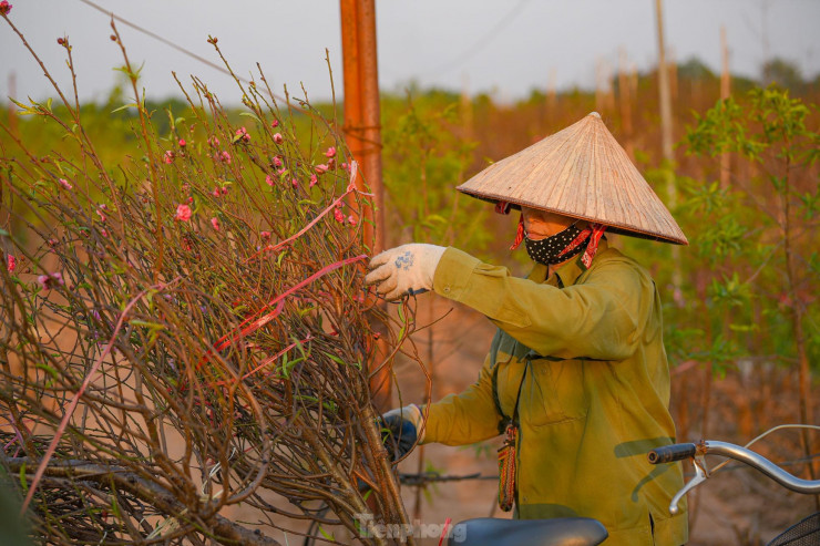 Đào nở sớm, bắt đầu xuống phố đón Tết Dương lịch - 5